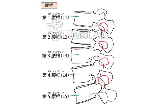 椎間関節性腰痛（ついかんかんせつせいようつう） | 葛飾区のオススメ